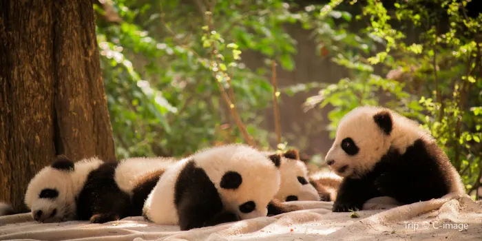 Chengdu Research Base of Giant Panda Breeding image 1