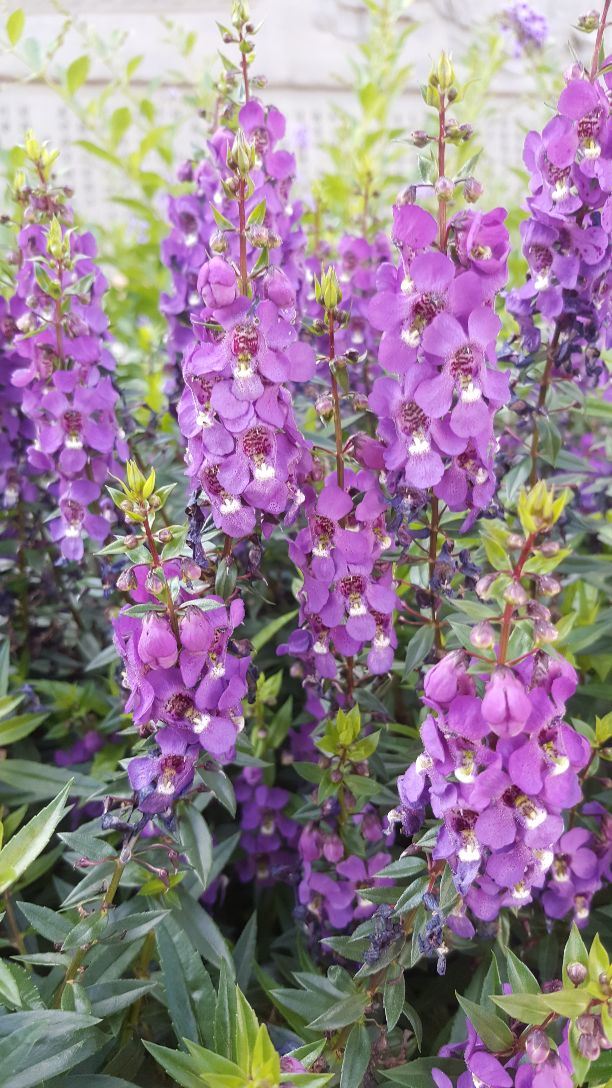 위안쉬안다오관 Attractions - 광저우 Travel Review -2017년 11월 22일Travel Guide