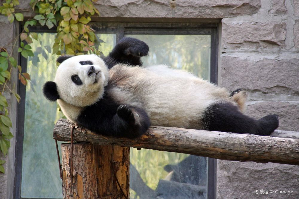 Chengdu Research Base of Giant Panda Breeding