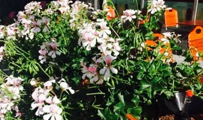 Mecki's Pizza and Kebab