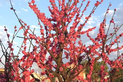 肯德基(佛堂朝陽店)