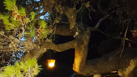 Banova Villa Beach Bar in Rab