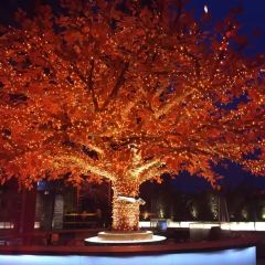 THE LEDBURY 여행 사진