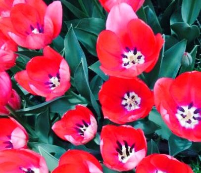 Tulip Shikisaikan