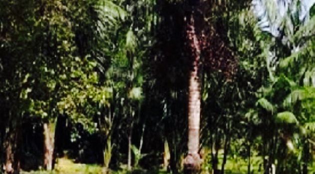 Balneario Areia Branca