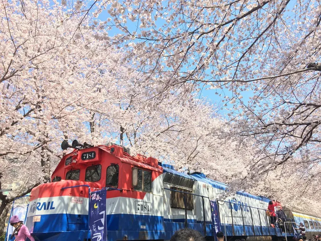 2_Gyeonghwa Station Cherry Blossom Road