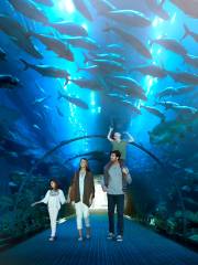 迪拜水族館和水下動物園