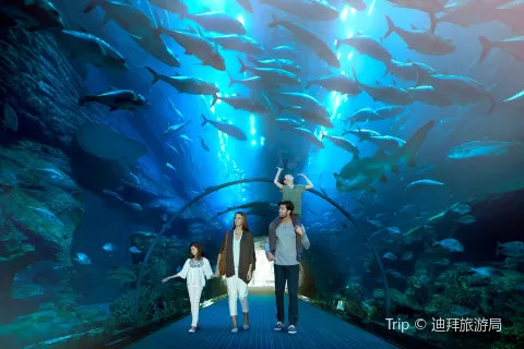 Dubai Aquarium & Underwater Zoo