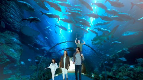 Dubai Aquarium & Underwater Zoo