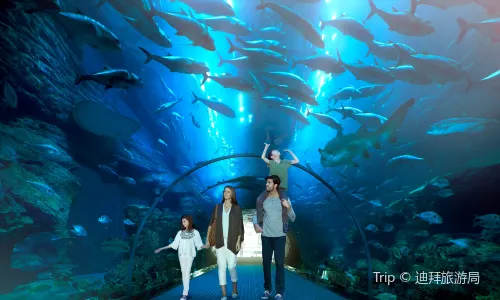 Dubai Aquarium & Underwater Zoo