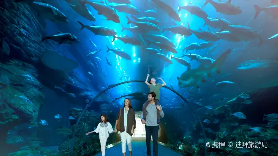 Dubai Aquarium & Underwater Zoo