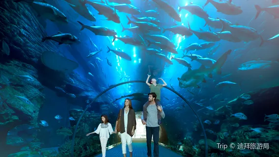 Dubai Aquarium & Underwater Zoo
