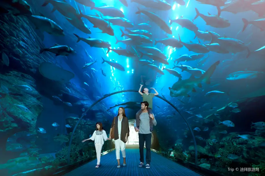 Dubai Aquarium & Underwater Zoo