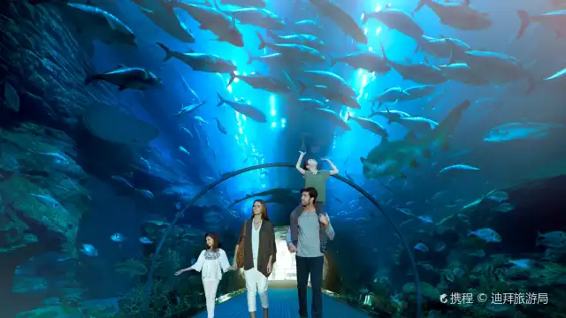 迪拜水族館和水下動物園