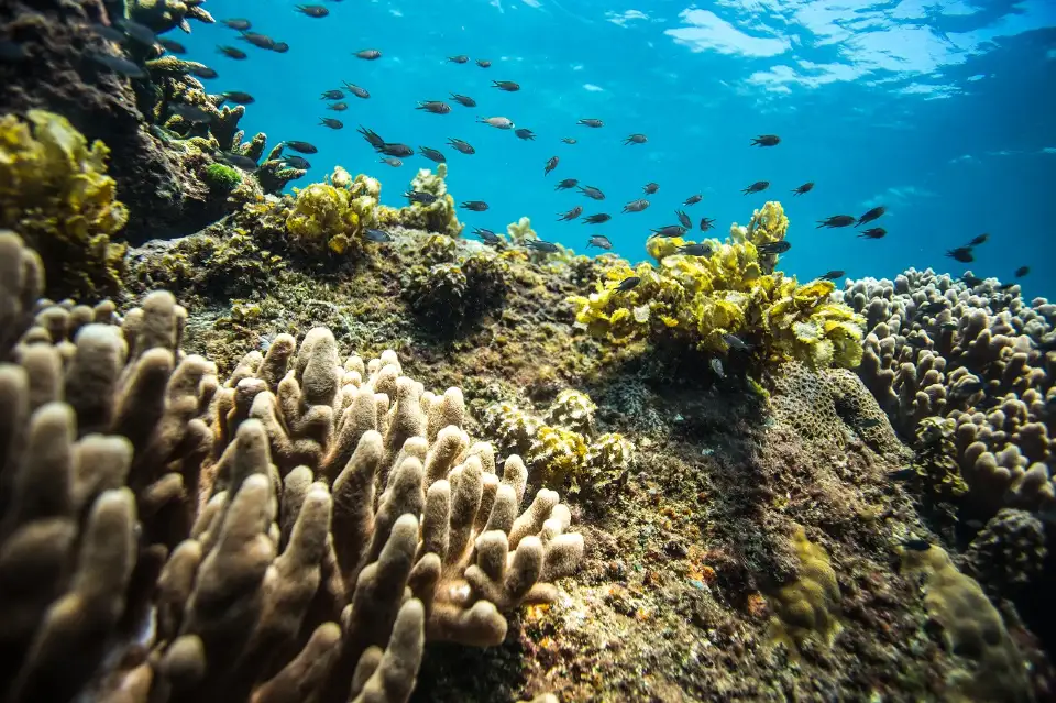 2_Wuzhizhou Island Diving
