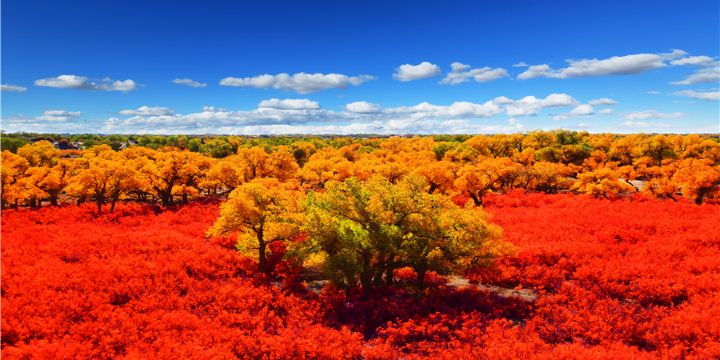 The Desert Populus Scenic Spot