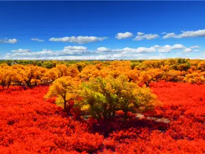 The Desert Populus Scenic Spot
