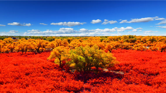 The Desert Populus Scenic Spot