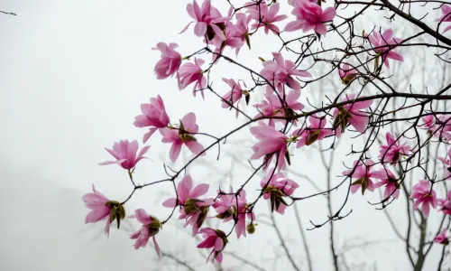 Medicine King Valley