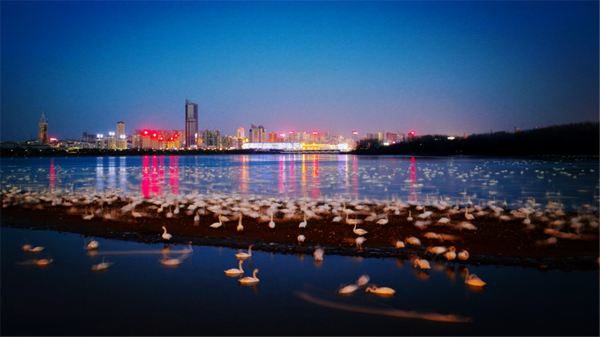 Swan Lake National Urban Wetland Park