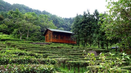 Tea Garden of the Fang Family