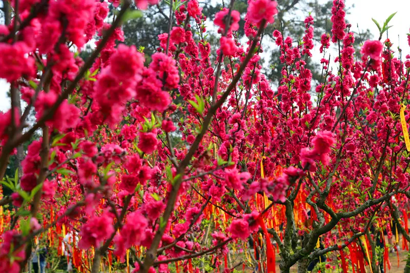 桃花島