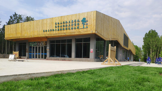 Changbai Mountain Red Pine King Forest Sports Park