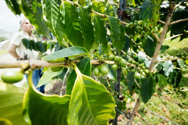 Kona Joe Coffee