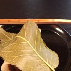 Mashita ảnh của người dùng