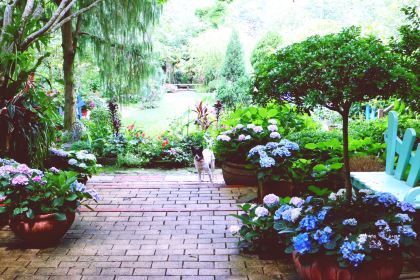 南莊山芙蓉咖啡