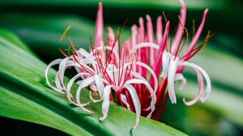 Xiamen Botanical Garden attraction in Xiamen
