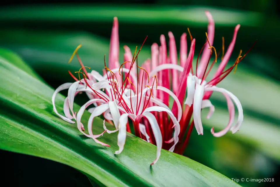 5_Xiamen Botanical Garden