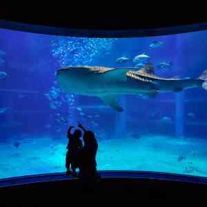 大阪海遊館 大人小朋友都愛 Trip Com 日本trip Moments 貼文