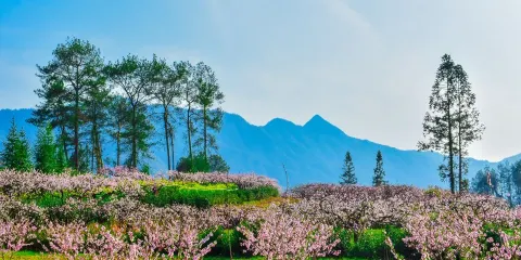 五里村