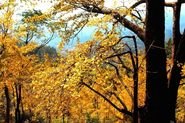 Ginkgo Trees in Shaoguan