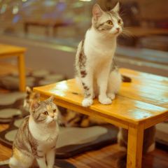 Cat 'n' A Cup Cat Cafe ảnh của người dùng