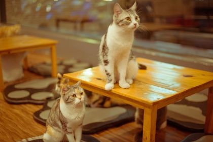 Cat 'n' A Cup Cat Cafe