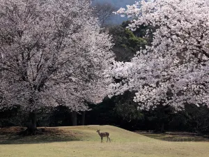Parco di Nara