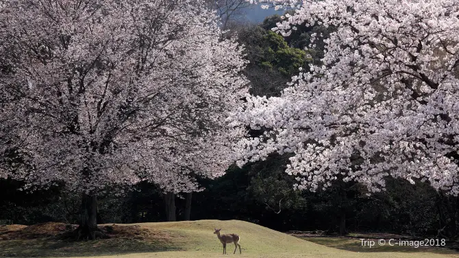 3_奈良公園