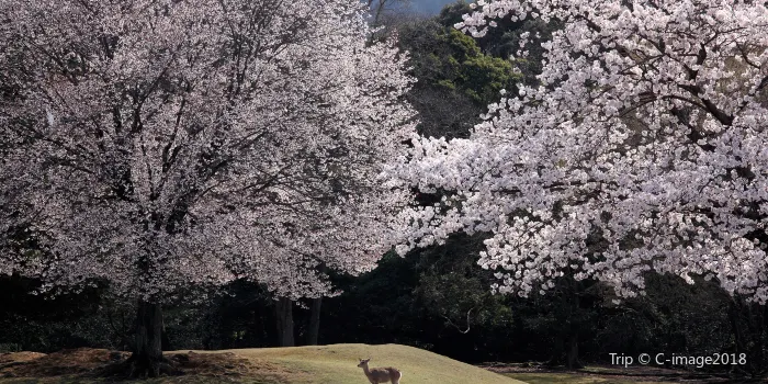 Parco di Nara image 2
