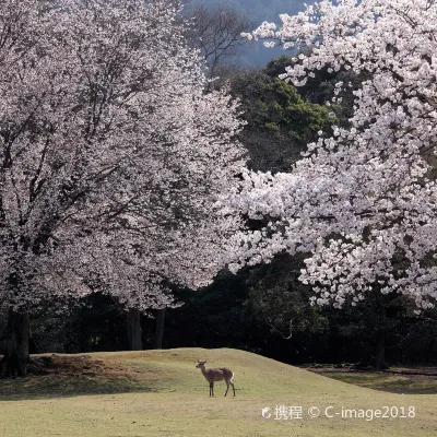 appartamento a Nara