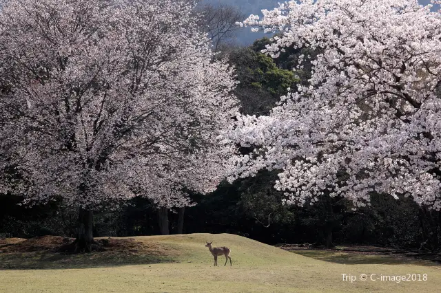 Cherry Blossom Viewing in Nara
