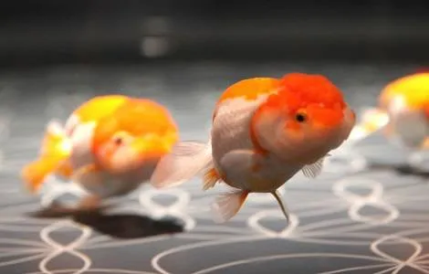 5_すみだ水族館