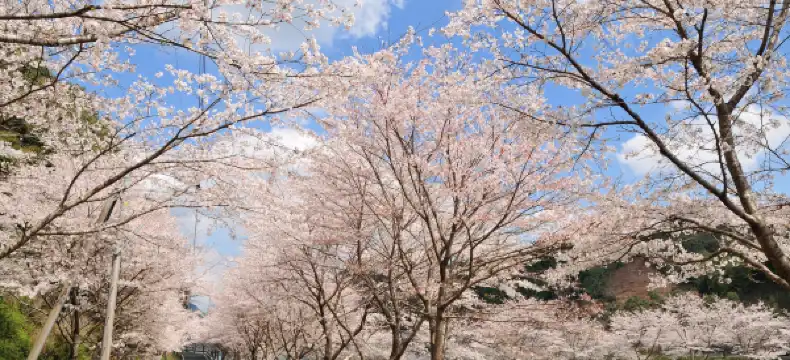 โรงแรมในซากา