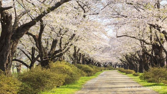 Noboribetsu Onsen Flower Tunnel