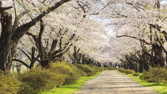 Noboribetsu Onsen Flower Tunnel