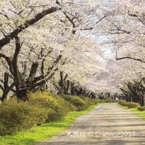 登別櫻花道