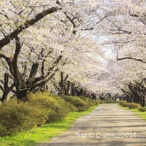 登別櫻花道