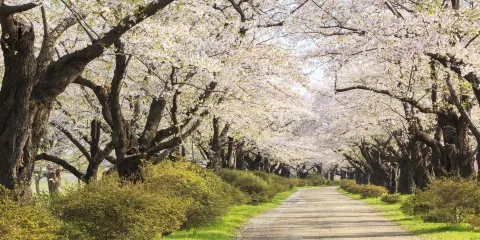 登別櫻花道