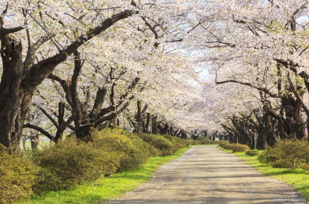 登別櫻花道